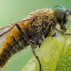 Najlepszy obiektyw do makrofotografii - unikaj błędów w wyborze