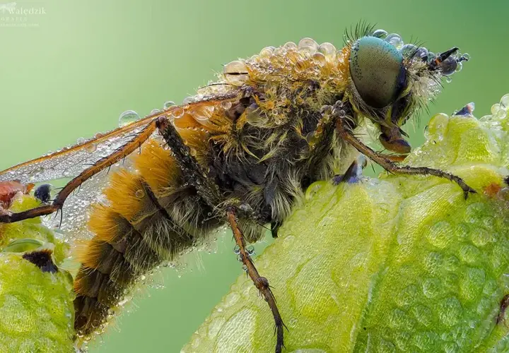 Najlepszy obiektyw do makrofotografii - unikaj błędów w wyborze
