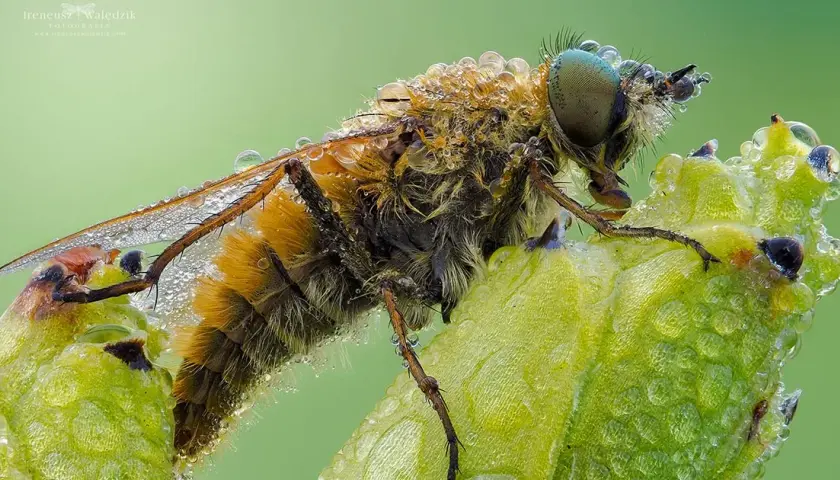 Najlepszy obiektyw do makrofotografii - unikaj błędów w wyborze