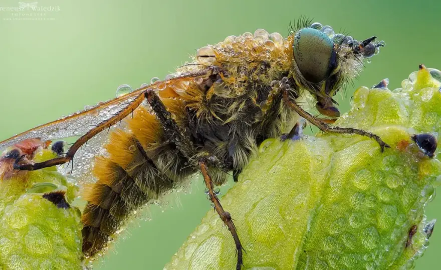 Najlepszy obiektyw do makrofotografii - unikaj błędów w wyborze